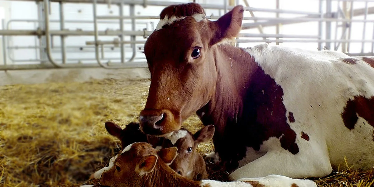 За год в КР искусственно осеменено 74.2 тысячи коров – на 10% больше, чем в 2024-м изображение публикации