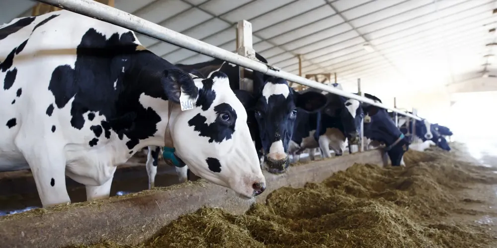 Минсельхоз КР хочет запретить использование антибиотиков для «подстегивания» продуктивности скота изображение публикации