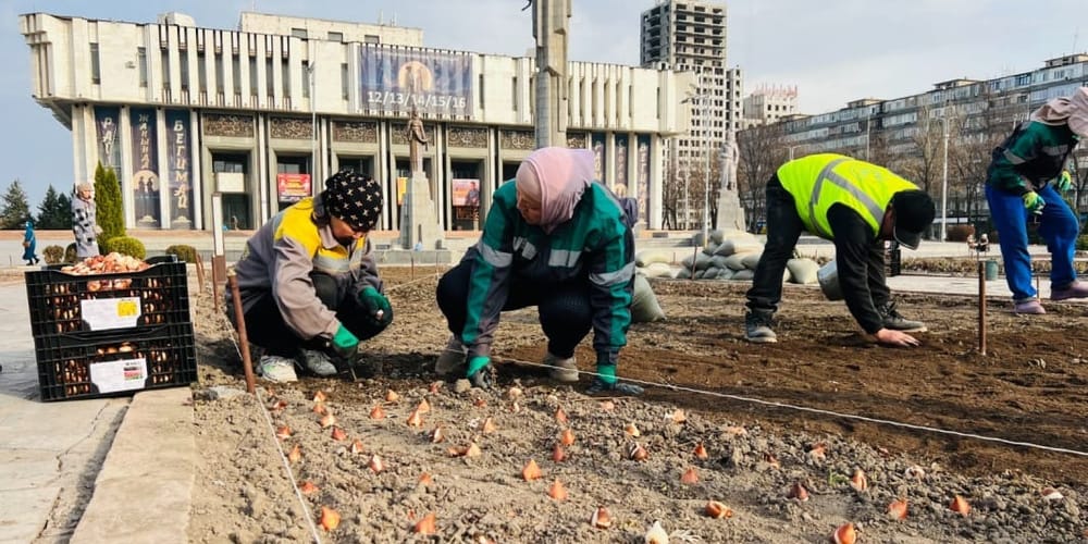 В Бишкеке начали высадку 218 тысяч тюльпанов к весне 2026 года изображение публикации