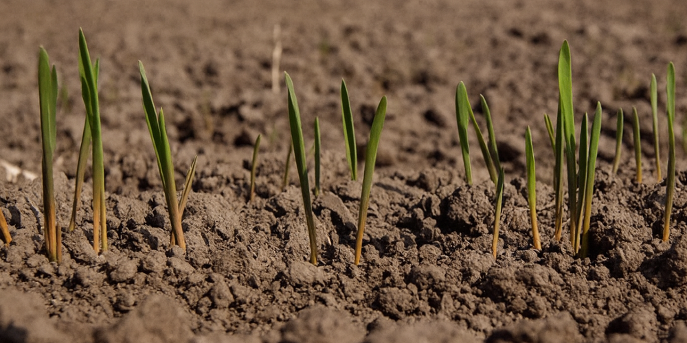 В Кыргызстане засеяли 81 тысячу га озимой пшеницы изображение публикации