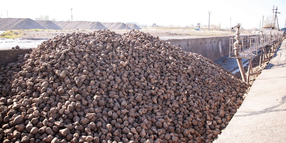 На пунктах приема сахарной свеклы в КР внедрили электронную очередь изображение публикации