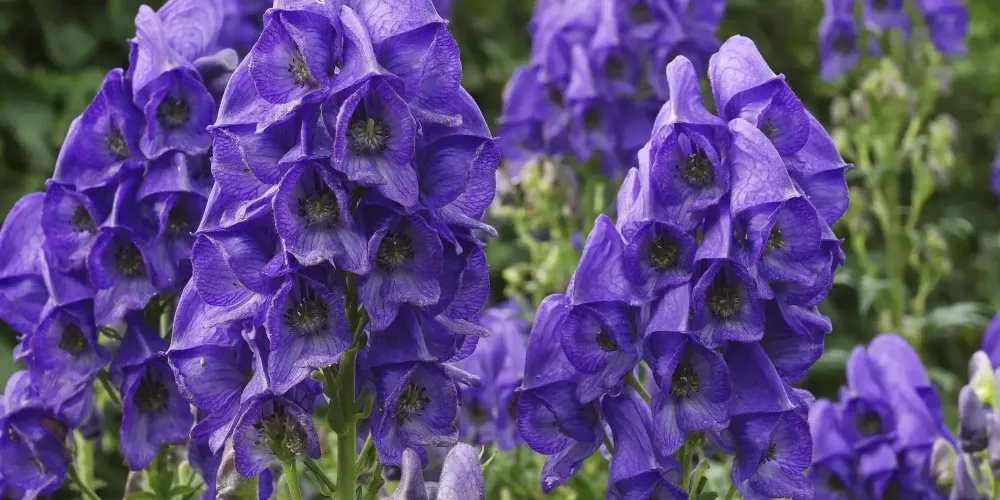 В КР введен временный запрет на сбор и использование ряда растений изображение публикации