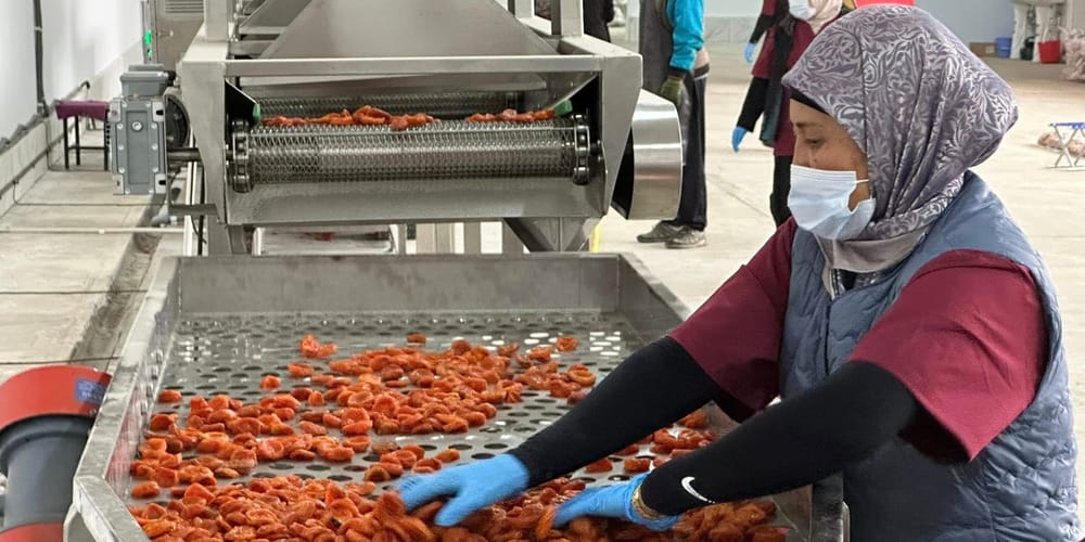 В селе Самаркандек запустили фабрику по переработке фруктов мощностью 2 тонны в день изображение публикации