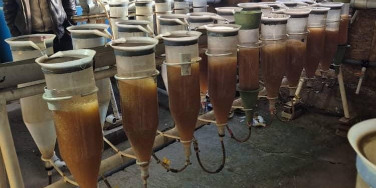 Сон-Кульский рыбхоз заложил на инкубацию 6.5 млн икринок сига-лудоги изображение публикации