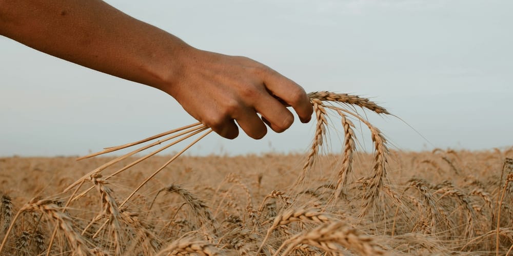 Урожай-2025 в КР: какие культуры дали наибольший сбор изображение публикации