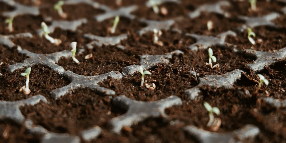 Четыре госучреждения в КР получат $534 тысячи на питомники саженцев изображение публикации