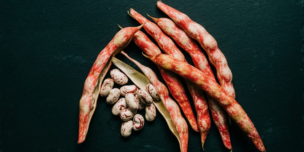 Фасоль из Таласа выкупили на 100 млн сомов: обсуждают экспорт в Индию и ОАЭ изображение публикации