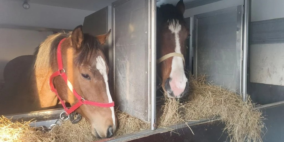 На границе РФ и Казахстана пресекли вывоз лошадей в Кыргызстан изображение публикации