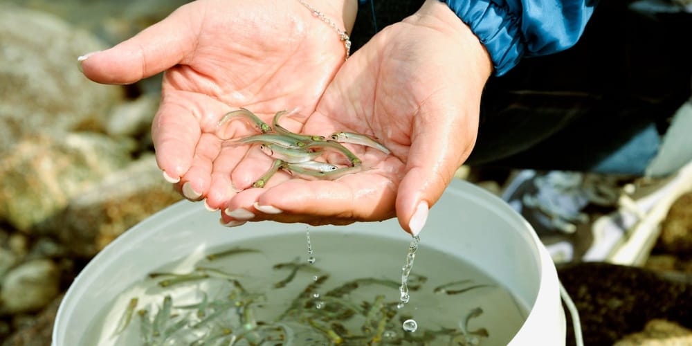 Минсельхоз планирует выпустить в озера Кыргызстана 17.6 млн мальков в 2026 году изображение публикации