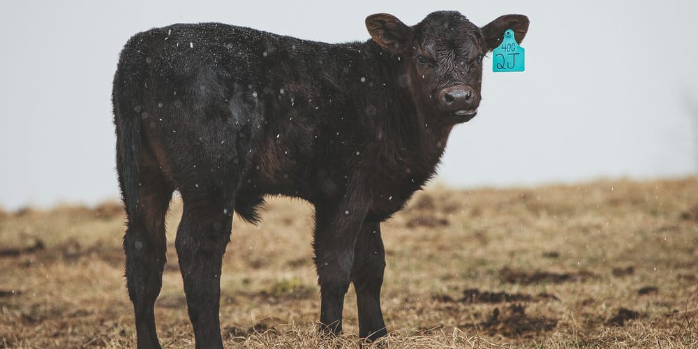 Племенной скот становится опорой фермеров Таласской области изображение публикации