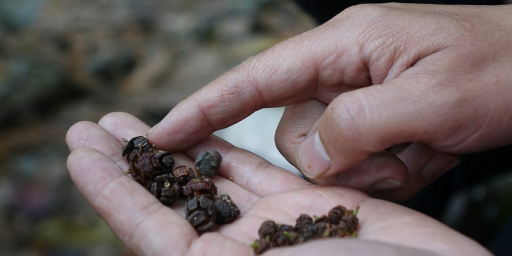 Фермерам в КР напомнили: для посевной важны сертифицированные семена изображение публикации