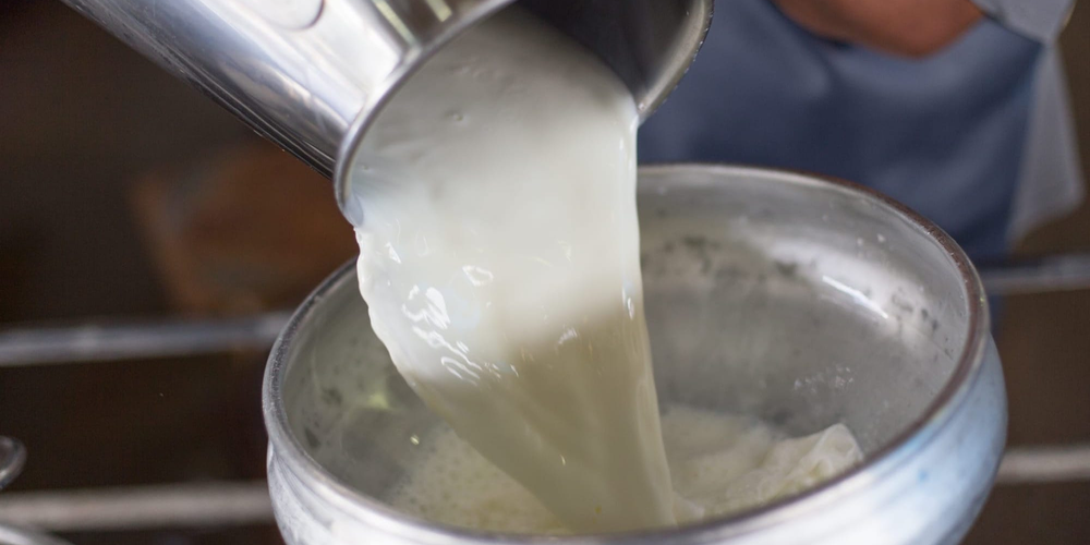 Фермеры Кыргызстана просят власти поднять закупочную цену на молоко до 45 сомов изображение публикации