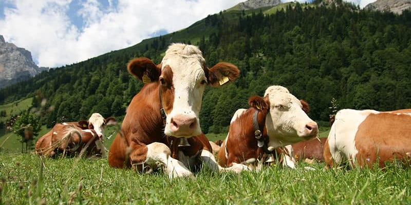 В Кыргызстане начали выдавать кредиты под 3% на животноводство изображение публикации