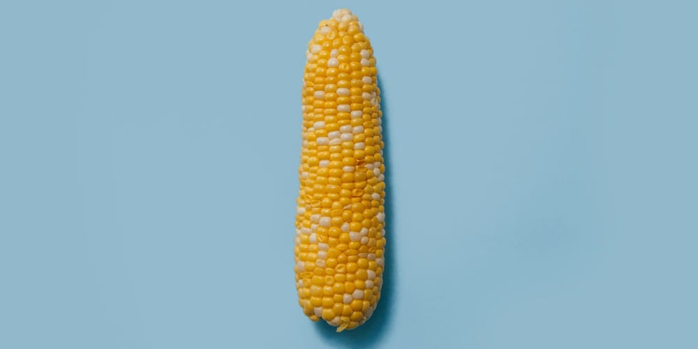 Гибриды кукурузы из КР обходят импортные по белку и маслу — Минсельхоз изображение публикации