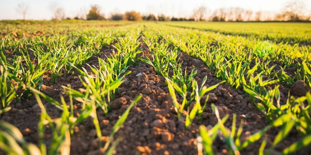 Стенли, суперэлита и ранний арбуз: формула агрочемпионов изображение публикации