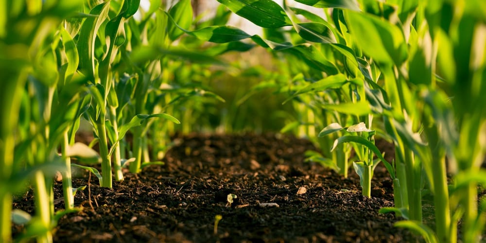 Садыр Жапаров учредил новый праздник — подробности изображение публикации