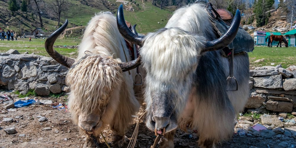 Экономика яков: сколько их в Кыргызстане и для чего они нужны? изображение публикации