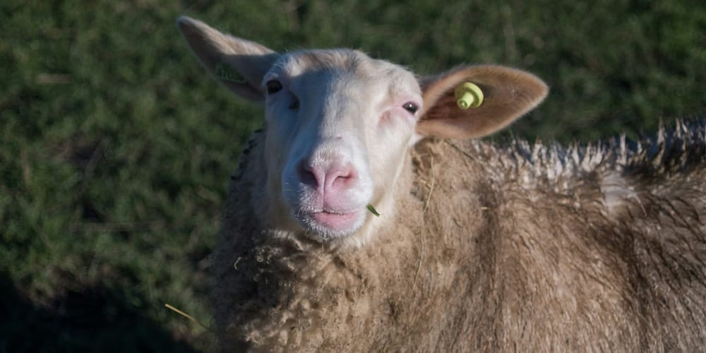 Частный сектор vs государство: кто обеспечивает Кыргызстан мясом? изображение публикации