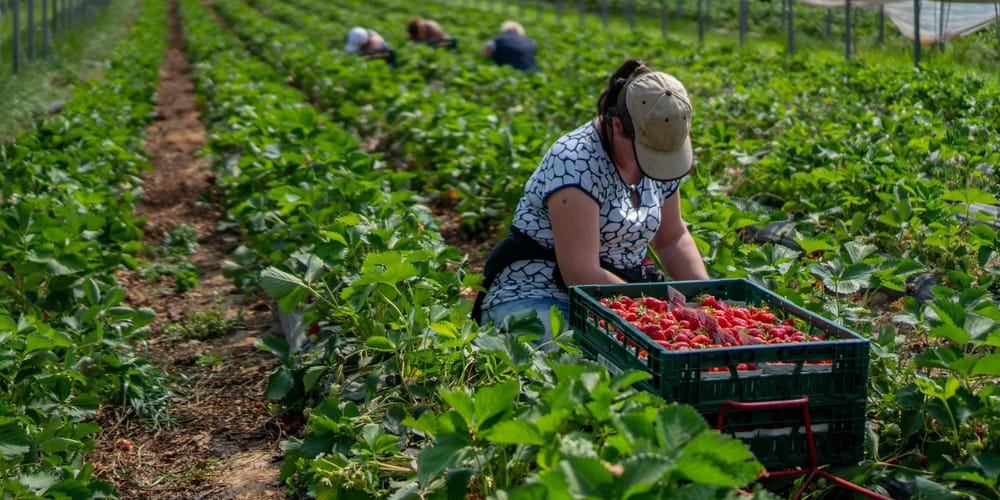 От сельского хозяйства в Британии до семейных виз в Турции: какова география миграции у граждан КР? изображение публикации