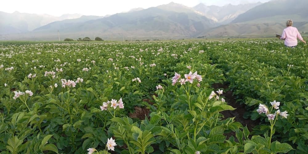 Картофельный рекорд в Ат-Башы: как заработать в три раза больше, экономя на семенах изображение публикации