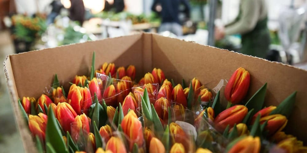 Свыше 4 млн цветов к 8 Марта: откуда в Кыргызстан везут праздничные букеты изображение публикации