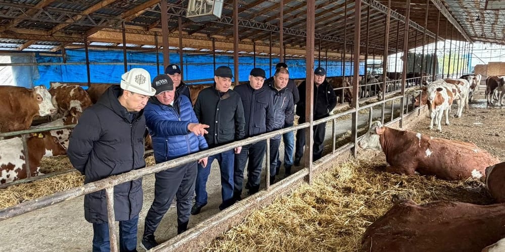 Под Сокулуком племенное хозяйство нарастило производство молока до 2.8 тысячи литров в сутки изображение публикации