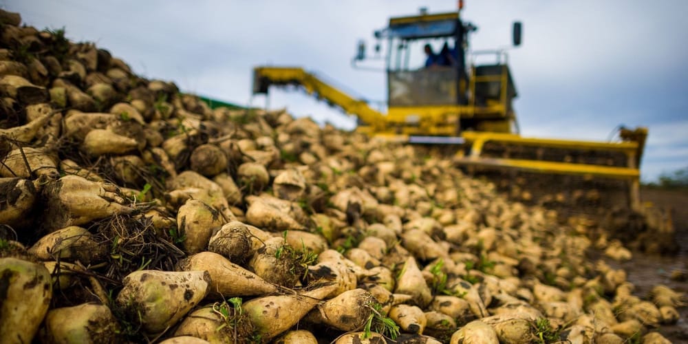 Какие культуры сеять в Кыргызстане в 2026 году: советы Минсельхоза изображение публикации