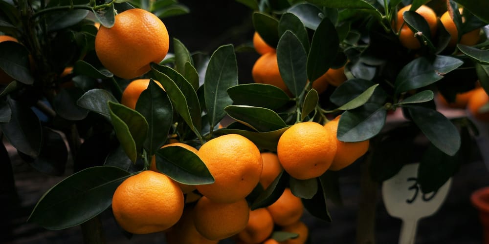 В Баткене тестируют турецкие цитрусовые, в Нарыне — стекловидную пшеницу из РФ изображение публикации