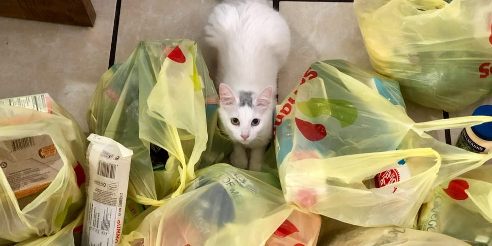 Кабмин предложил «белый список» пластика и посуды, разрешенных к обороту в КР изображение публикации