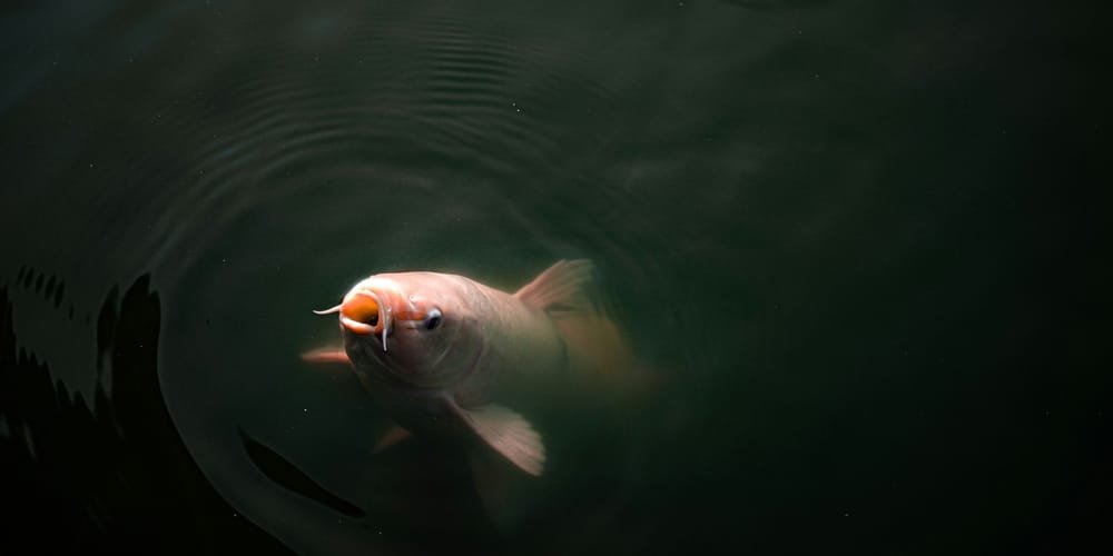 В водохранилища Кыргызстана осенью 2026 года выпустят 270 тысяч мальков карпа изображение публикации