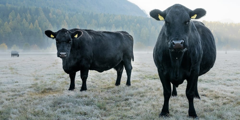 «Кыргыз Агрохолдинг» потратит 72.6 млн сомов на закупку 500 бычков изображение публикации