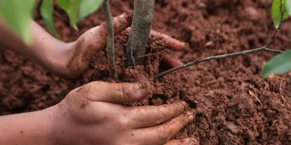 С начала года в Кыргызстане высажено почти 4 млн саженцев изображение публикации