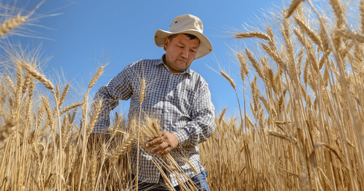 Кыргызстан попросит у ЕЭК 450 тысяч тонн квотной пшеницы изображение публикации