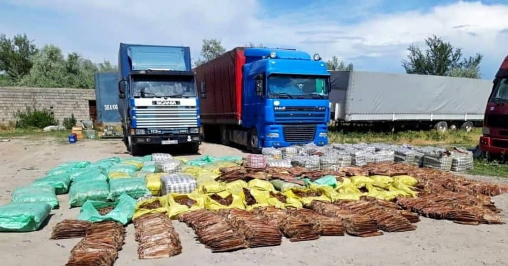 Финполиция предотвратила вывоз в Казахстан 50 тысяч шкурок норок и ондатр на сумму 0.5 млрд сомов изображение публикации