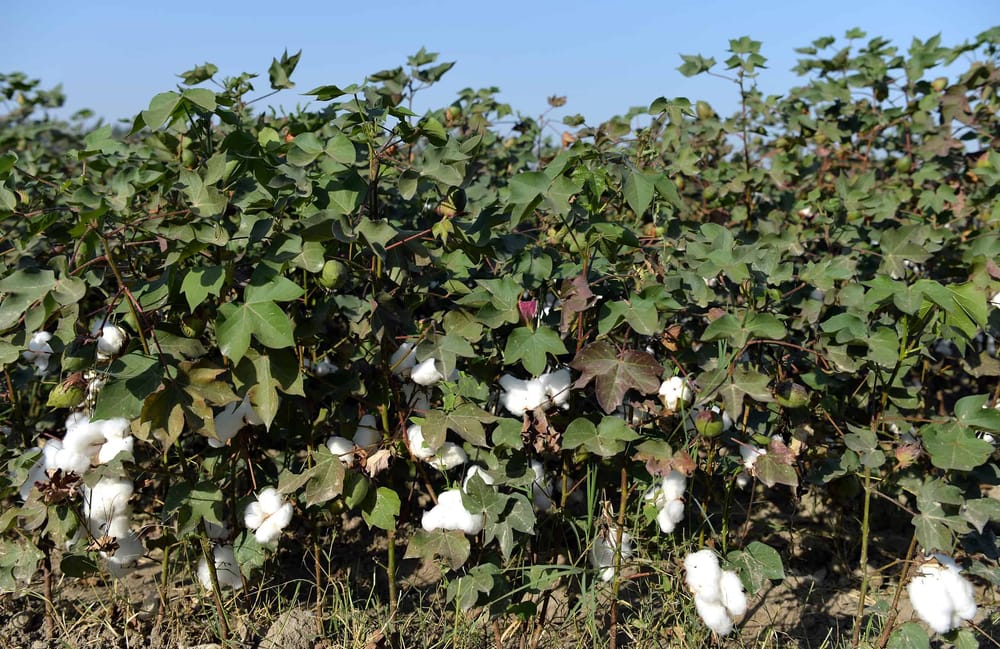 Президент призвал фермеров выращивать больше хлопка для отечественной легкой промышленности изображение публикации
