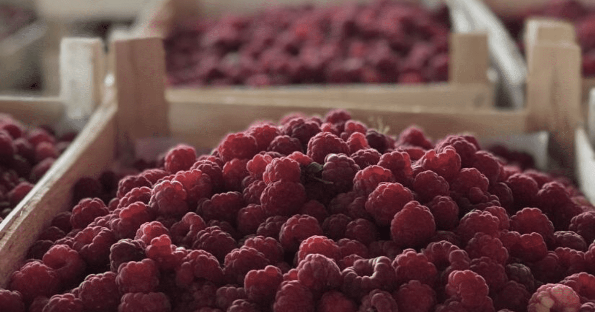 Фермеры хозяйства «Ысмайыл» поставили тысячу тонн ягод на рынки России и Казахстана изображение публикации