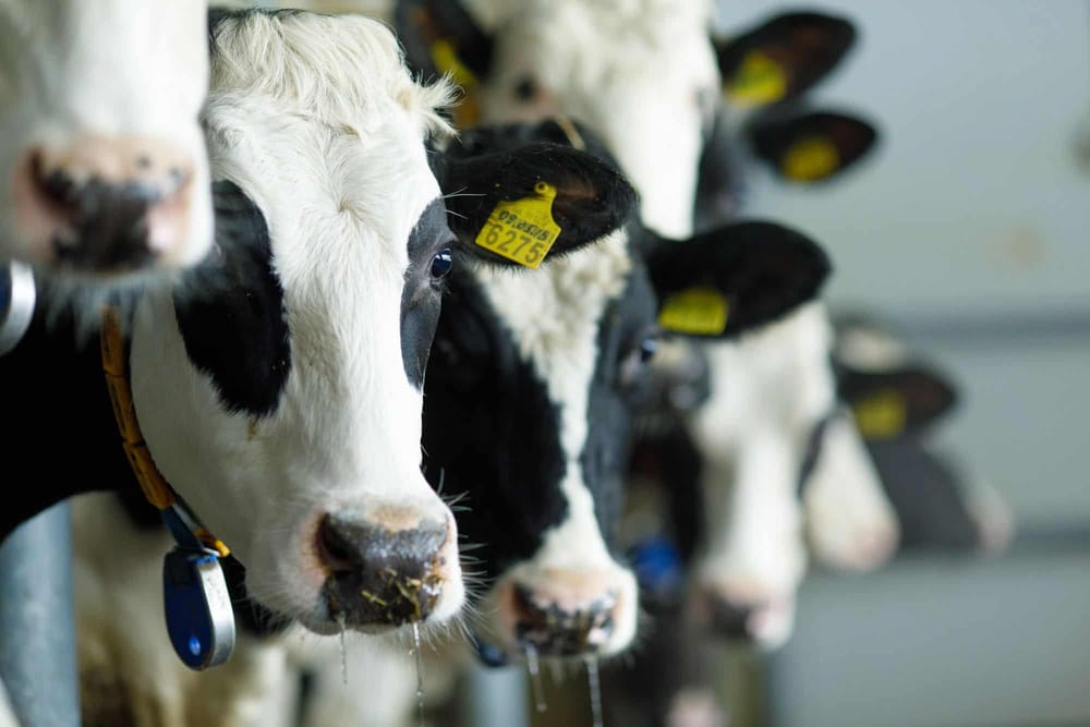 Компания «Ат-Башы сут» создаст первый в Нарынской области молочный кластер изображение публикации