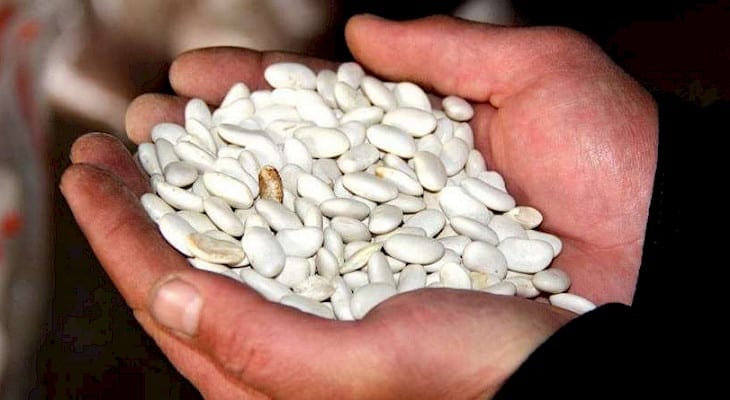 Кыргызстанские фермеры экспортировали в этом году фасоль в 28 стран — Минэконом изображение публикации