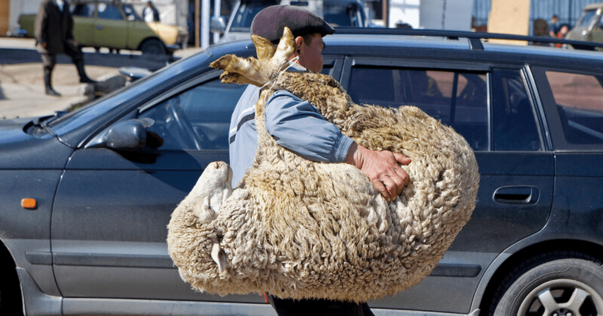 ЦИК просит кандидатов в президенты не принимать подарки в виде лошадей и баранов изображение публикации