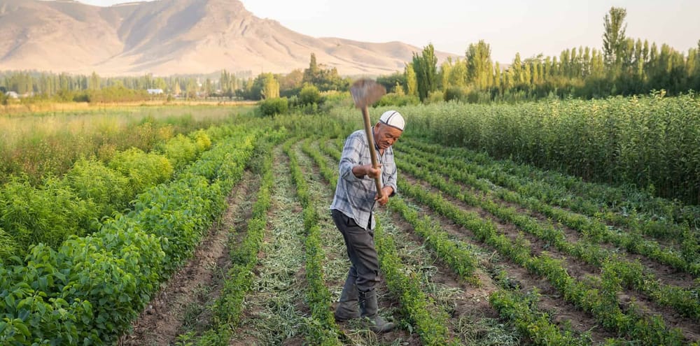 Халяльные продукты и дешевые кредиты. Подписан указ по развитию сельского хозяйства изображение публикации