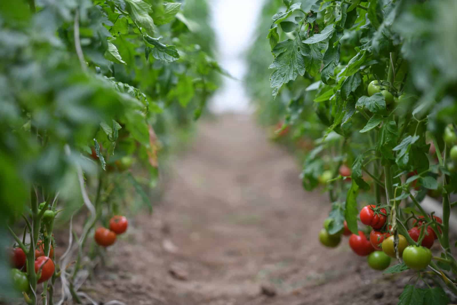 Евросоюз запустил новый проект на €1 млн по развитию зеленого сельского хозяйства в КР изображение публикации