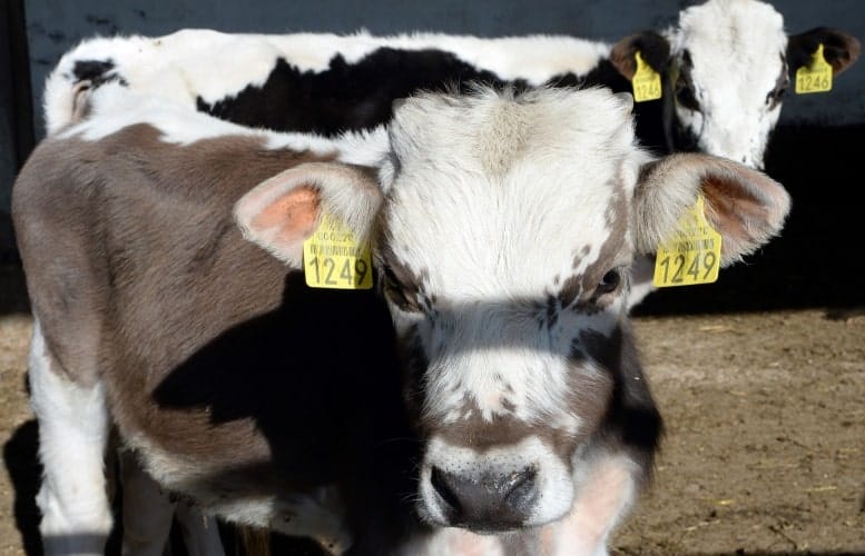 КР может раньше срока снять ограничения на экспорт скота для поставок в Узбекистан изображение публикации