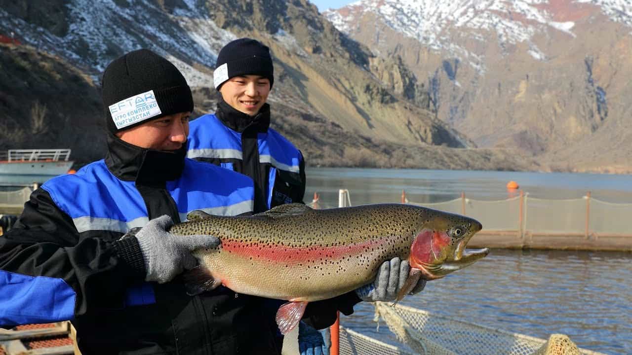 Отечественная компания начала поставлять форель в Санкт-Петербург изображение публикации