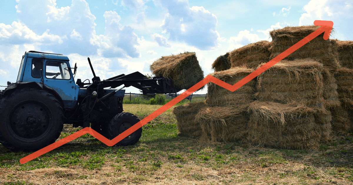 Новая проблема – сено для скота подорожало в 1.5 раза всего за одну неделю изображение публикации