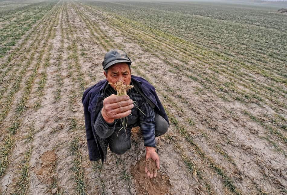 Фермеры, не получившие урожай, просят пролонгировать кредиты изображение публикации