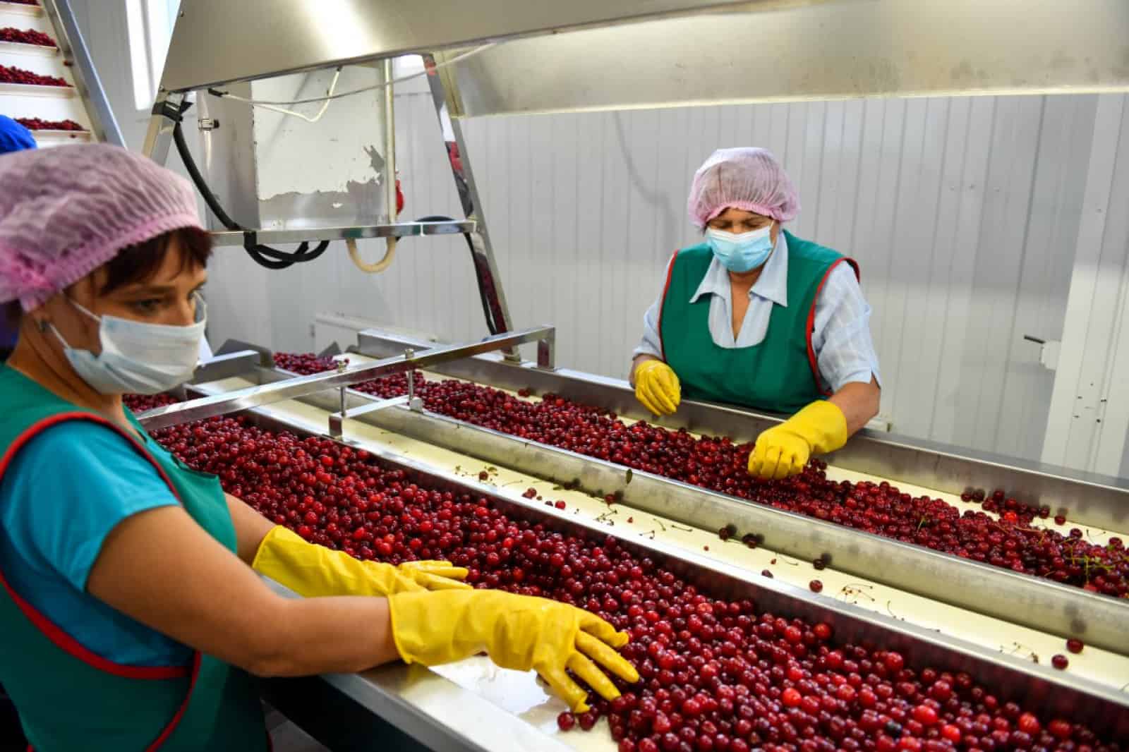 Марипов: Иссык-Кульская область имеет большой потенциал в производстве ягод на экспорт изображение публикации