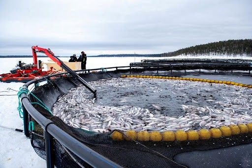 На Ала-Арчинском водохранилище создадут рыбную ферму — инвестиции 60 млн сомов изображение публикации