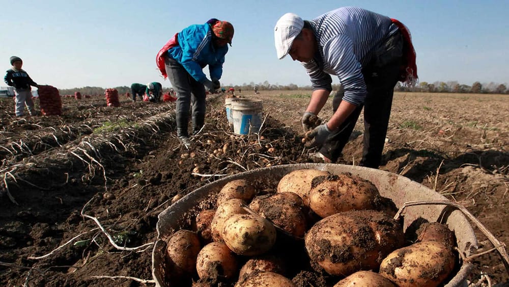 В Кыргызстане создадут госучреждение — будет закупать отечественную сельхозпродукцию изображение публикации