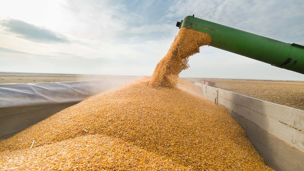 Казахстан снимает ограничения на экспорт зерна и муки изображение публикации