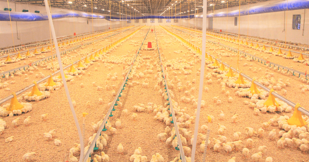 Птицефабрика убитого в Ак-Сае предпринимателя будет восстановлена — Жапаров изображение публикации